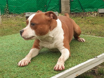 La promesse d'Hyssambre, Eleveur de Chiens à Renage