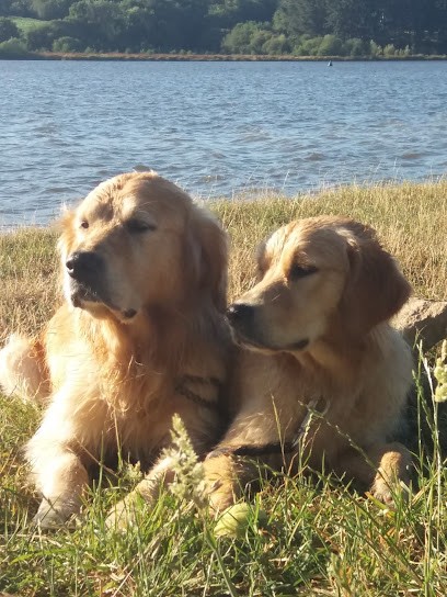 Delph' Services Animaliers, Pension pour Chiens à Camoël
