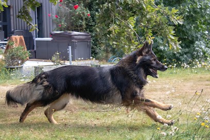 Les Chiens du Marais, Dresseur de Chiens à Saint-Martin-de-Saint-Maixent
