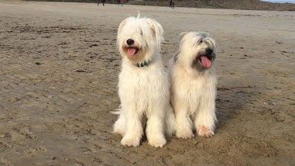 Elevage de Yorkshire ACS, Eleveur de Chiens à Herm