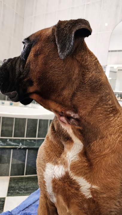 Relax Cat Dog, Pension pour Chiens à Candé-sur-Beuvron