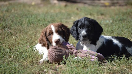 Élevage Springer Anglais de Lignée De Travail / Chasse / Compagnie, Eleveur de Chiens à Couddes