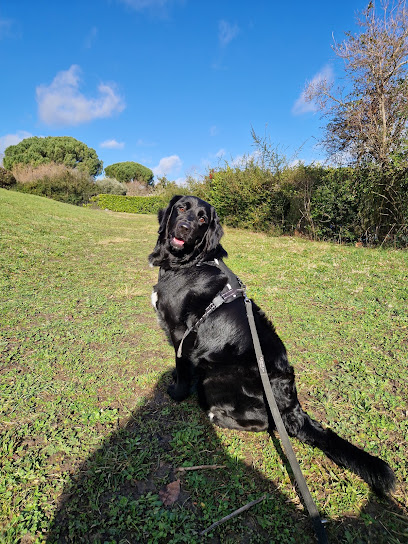 Lr L'atelier Canin | Éducateur Canin, Dresseur De Chiens à Castanet-Tolosan