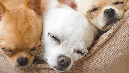 Le Monde du Chihuahua de l'Aveyron, Eleveur de Chiens à La Salvetat-Peyralès