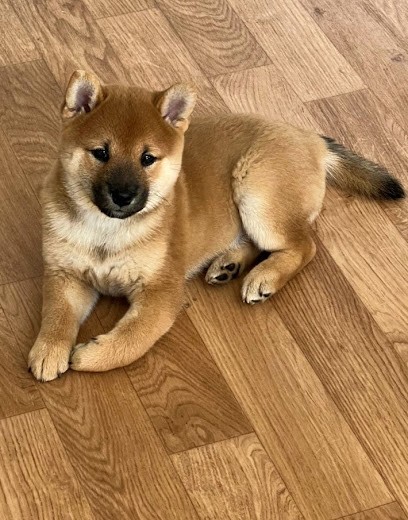 Shiba de treheu, Eleveur de Chiens à Val d'Anast