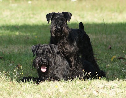 Des Matins de Cristal, Eleveur de Chiens à Saint-Denis-de-Pile