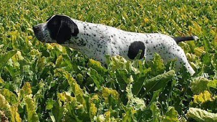 Élevage canin de braque d'Auvergne des Hauts de Rouillac, Eleveur de Chiens à Chassors