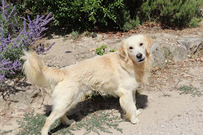 Elevage De L'aurore De La Rivière, Éleveur De Chiens à Verlhac-Tescou