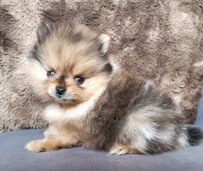 Le Royaume de Dolly, Eleveur de Chiens aux Loges