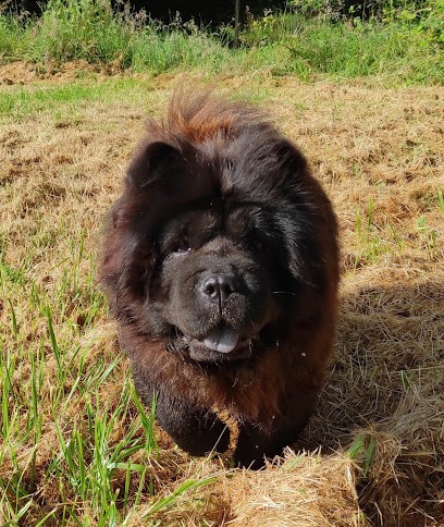 le chalet des iris d'isatys, Eleveur de Chiens à Baugé-en-Anjou