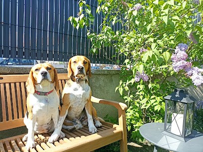 La beagle family 42, Eleveur de Chiens à Lorette