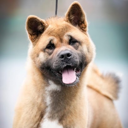 Pension Canine Et Féline Hoxakam, Pension pour Chiens à Moyaux