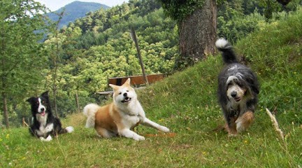 Entre Chien Et Loup, Dresseur de Chiens à Plainfaing