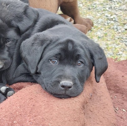 Elevage de labradors et de bergers des Shetland en Vendée, Eleveur de Chiens à Apremont