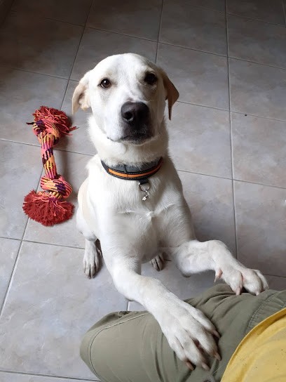 MILIE une PATTE - Educateur Comportementaliste Canin à domicile, Dresseur de Chiens à Saint-Julien-de-Concelles
