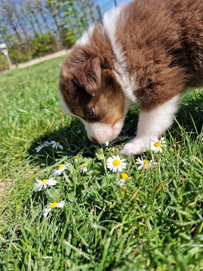 Ptits Bergers Du Royaume De Rasmus - Berger Australien & Pomsky, Éleveur De Chiens à Annœullin
