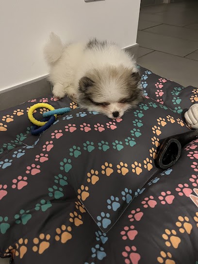 Élevage spitz allemand D'Eve, Eleveur de Chiens à La Tour-sur-Orb