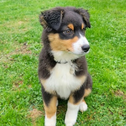 Coachin'dog Veauche, Dresseur de Chiens à Veauche