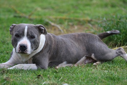 Morgandestaffy, Eleveur de Chiens à Ouzouer-sous-Bellegarde