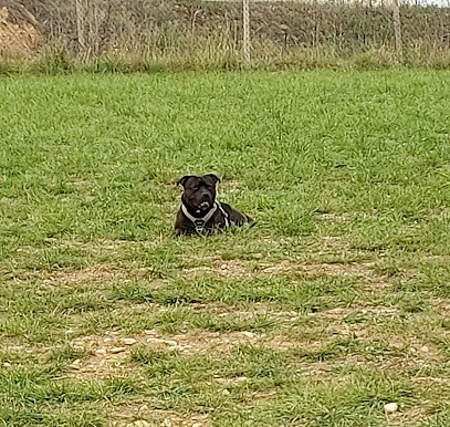 Centre Canin La Tribu D'Hatos Education Canine - Comportement - Sport Canin, Dresseur de Chiens à Saint-Marcel-lès-Valence