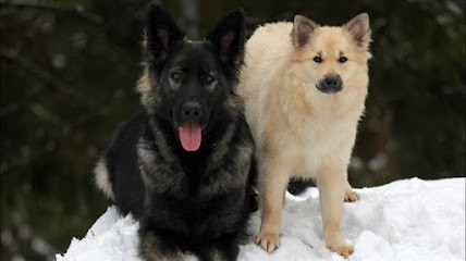 Nuance De La Fleur De Vie, Eleveur de Chiens à Lamadeleine-Val-des-Anges