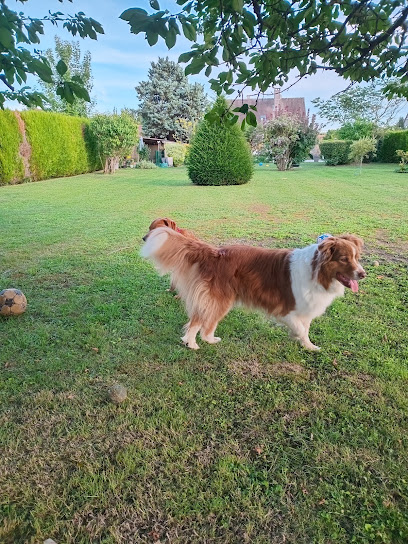 Maison Des 4 Pattes, Pension Pour Chien à Saint-Lyé