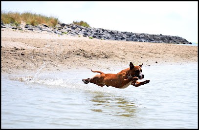 Gameness Staff : Elevage de Staffordshire Bull Terrier - Staffie, Eleveur de Chiens à Saint-André-de-Sangonis