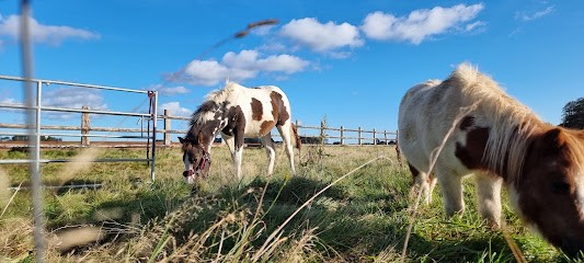 LA PENSION DU P'TIT RANCH, Pension pour Chiens à Manneville La Goupil