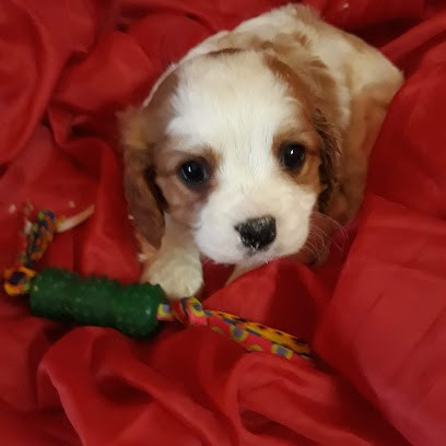 Le Domaine De Servins, Eleveur de Chiens à Haucourt