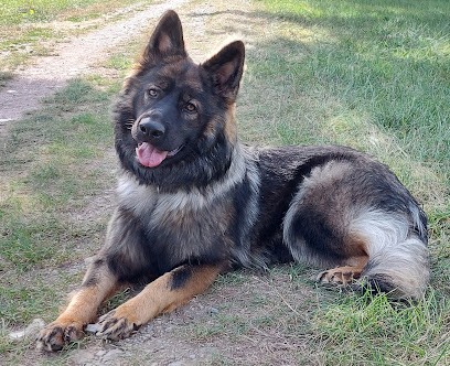 La Tribu de Dana, Eleveur de Chiens à Cremeaux