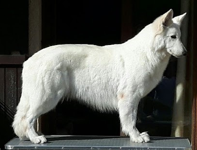 Elevage de Berger Blanc Suisse Der Weibe Stern, Eleveur de Chiens à La Drenne
