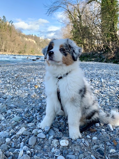 Elevage des Collines d'Iowa, Eleveur de Chiens à Montpont-en-Bresse
