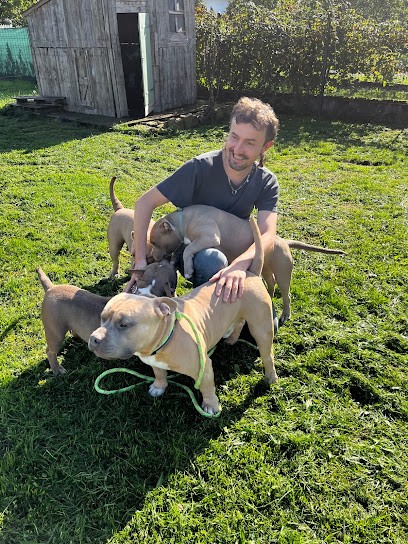 Billy Bully Family - Elevage d'American Bully, Eleveur de Chiens à Lure