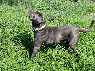Domaine Du Pre Facon Pension Pour Chien à Montpont-en-Bresse