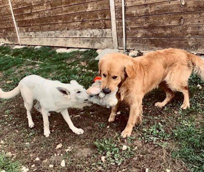 Pension Canine Des Horizons D'Or, Pension pour Chiens à Champignelles