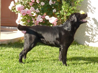Elevage Labradors Des Héritiers De Pitch, Eleveur de Chiens à Lespinasse