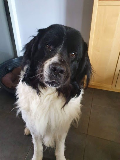 Domaine de Val Kurlande, Eleveur de Chiens à Vernouillet