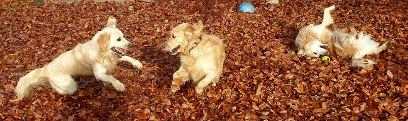 HoLiDoGs Hotel **** For Dogs & Caching, Pension pour Chiens à Saint-Jorioz