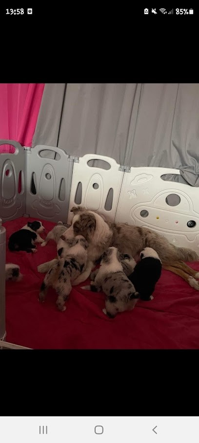 Berger Australien Elevage de la belle louna, Eleveur de Chiens au Temple