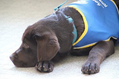 LABRADORS DU GRAND TRIANON, Eleveur de Chiens à Wasquehal