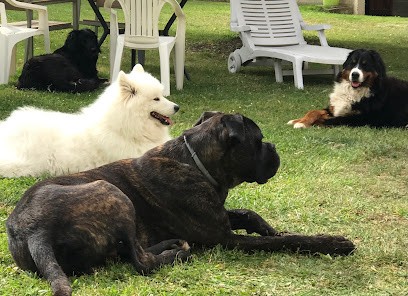 parlonslechien, Dresseur de Chiens à Teillé