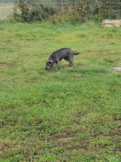 Domaine De Loumeo, Pension pour Chiens à Belleville