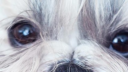 ANIMALIA VILLAGE, Pension pour Chiens à Saint-Philbert-de-Bouaine