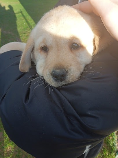 Elevage du Domaine d'Istrias, Eleveur de Chiens à Ancinnes