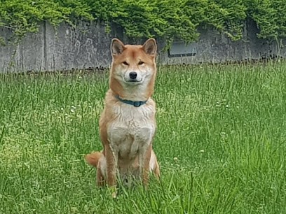 Elevage Shiba Inu LOF DieWachterDerKrone, Eleveur de Chiens à Saint-Saturnin-lès-Apt