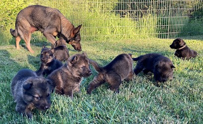 Elevage Fun Paradise. Élevage Berger Allemand LOF Lignée de Travail., Eleveur de Chiens à Kerling-lès-Sierck