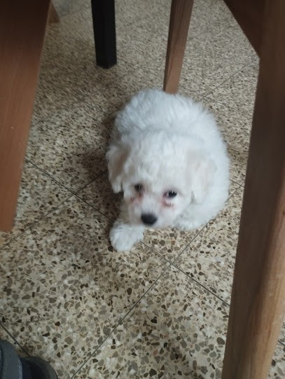 Elevage Pension et Dressage Etienne Paque, Eleveur de Chiens à Tingry