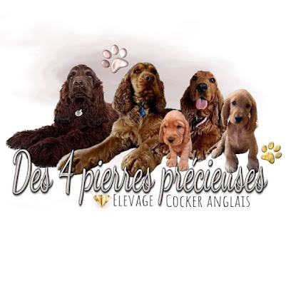 Cocker Anglais Des Quatre Pierres Précieuses, Éleveur De Chiens à Cunèges