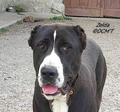 Du Clan' Molotov, Eleveur de Chiens à Cagnotte