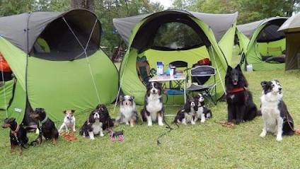 Club Canin Septimanie Éducation Sport Canin, Dresseur de Chiens à Villeneuve-lès-Maguelone
